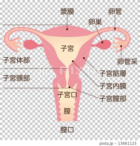 身體結構圖女|女性生殖系統